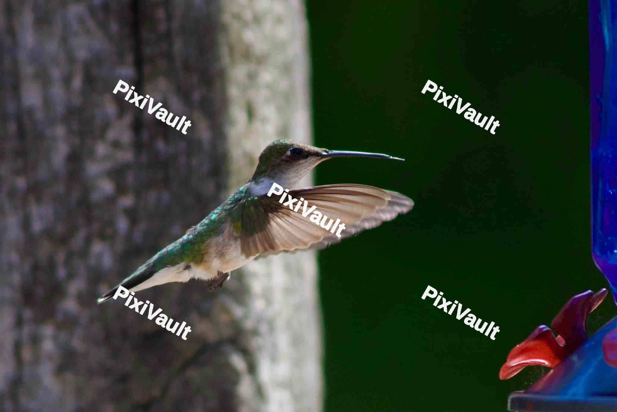 Hummingbird Mid-Flight